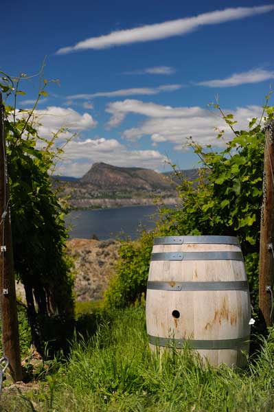 marichel vineyard barrel