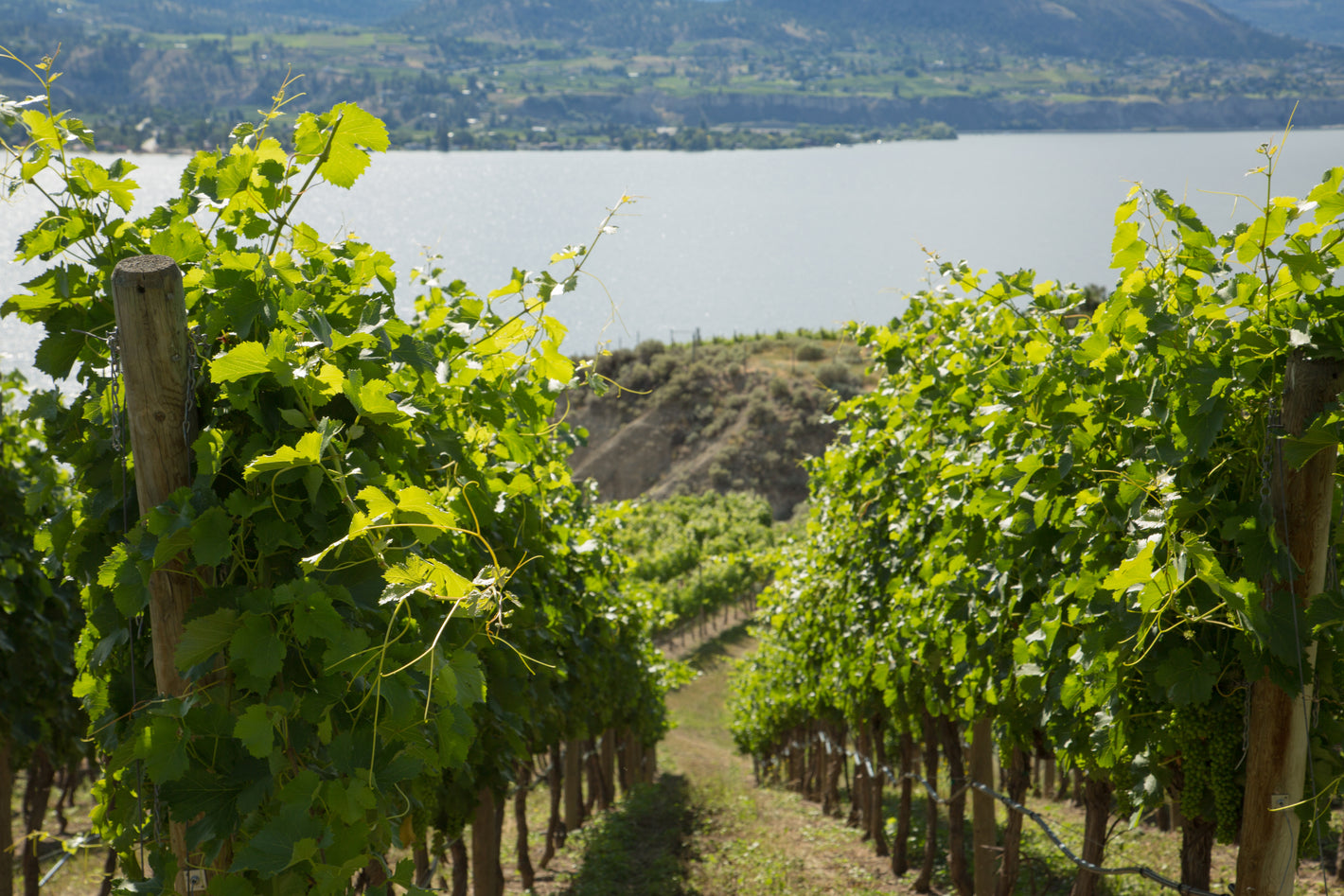 Marichel Vineyard for wine making